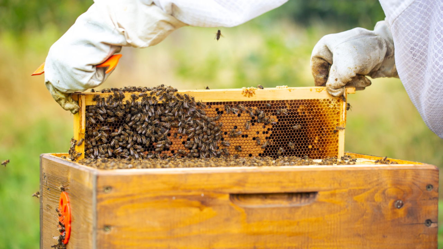 Brasil se destaca no cenário global com a Apicultura devido ás grandes produções de mel