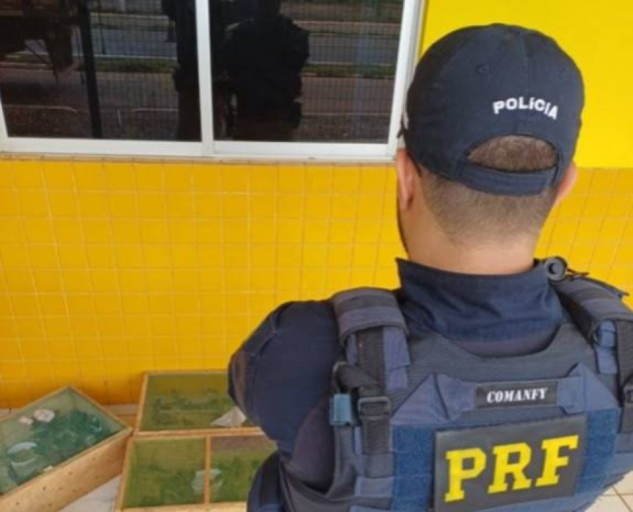 Cerca de 300 pássaros foram encontrados em sete caixas no interior de um veículo na BR-316. | Foto: PRF