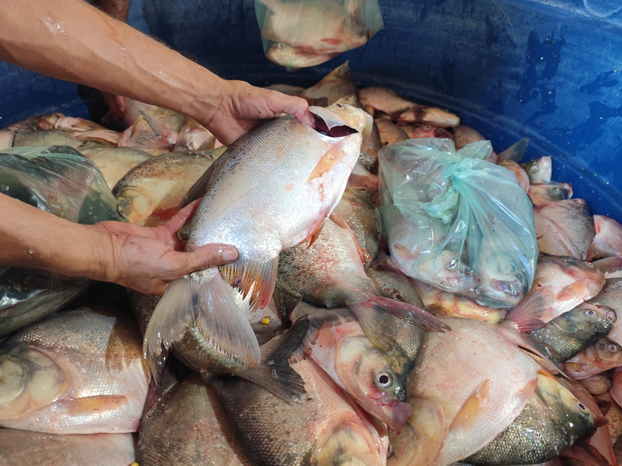Cerca de 2.000 kg de peixes entregues às famílias de baixa renda em Conceição do Canindé. | Foto: Portal Midiáticoz/Charliton Carvalho
