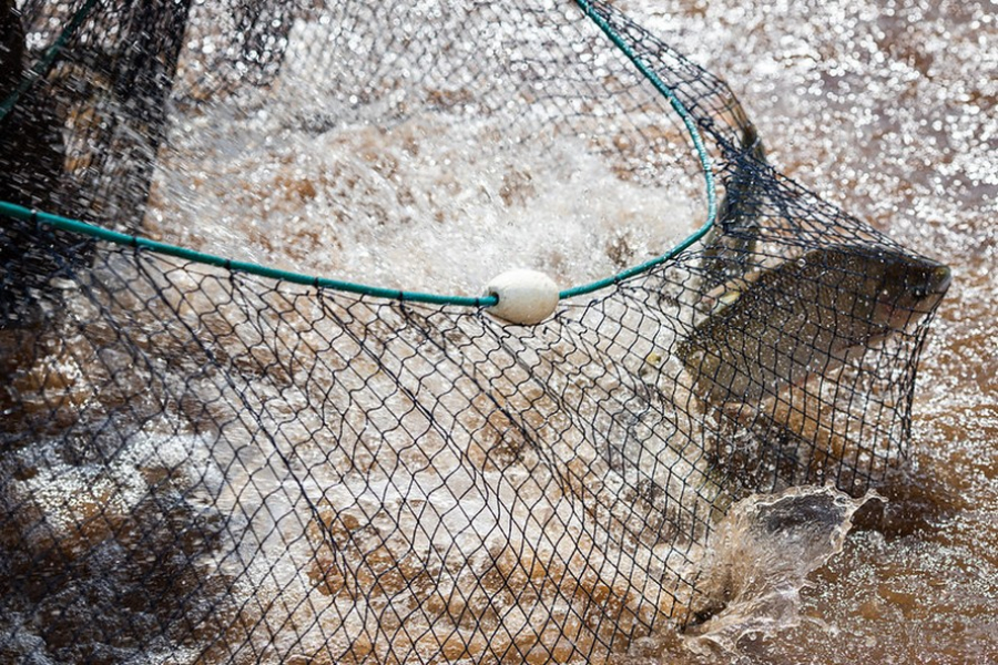 A temporada de proibição da pesca varia conforme a região – Foto: Wenderson Araujo/CNA