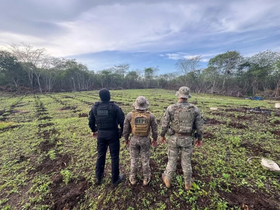 Roça que produziria 13 toneladas de maconha é descoberta no PI; 4 pessoas presas | Foto: Divulgação/PMPI