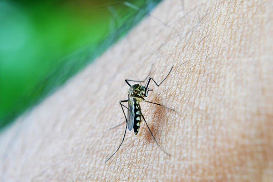 Piauí confirma a primeira morte por dengue em 2025. | Foto: Reprodução/Pixabay
