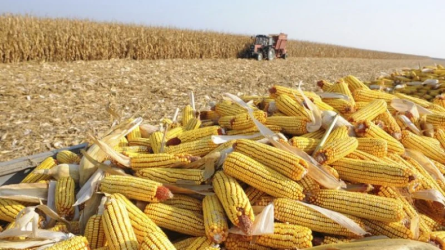 Por causa da seca, estimativa de produção agrícola do Piauí cai 12% em 2025. | Fotos: Reprodução