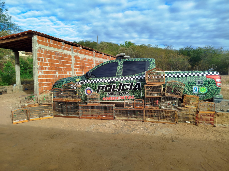 Operação “Asas Livres”: PM resgata 21 aves silvestres em cativeiro em São Raimundo Nonato. | Fotos: Divulgação