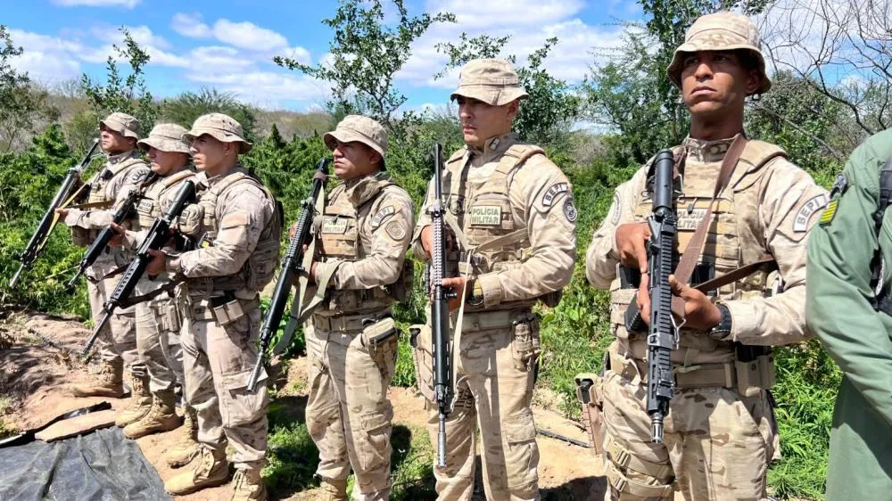 Operação integrada entre Piauí e Pernambuco localiza plantação de maconha com cinco toneladas