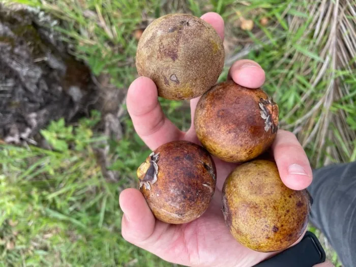 Ciência acelera uso da macaúba no NE como alternativa para biocombustível