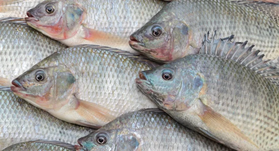 Proposta trata da principal espécie de peixe produzida e consumida no Brasil. Foto: Getty